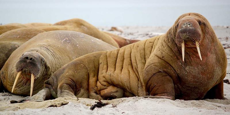 南特21：探索卢瓦尔河谷的现代魅力与历史瑰宝