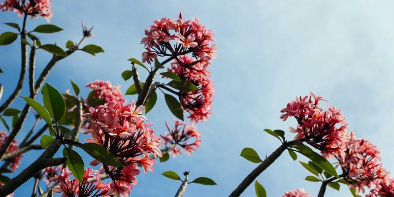 南特周末市场全攻略：塔朗斯市场与本地农产品购买指南 | Things to Do in Nantes