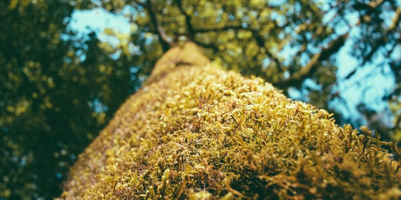 南特周末文化沉浸：塔朗西市场本地食材采购与深度体验指南