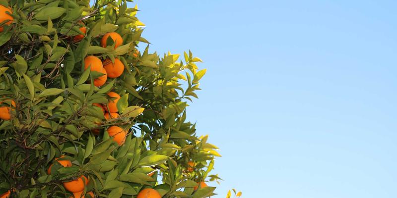 南特旅行指南：追寻儒勒·凡尔纳的故乡灵感与必游景点