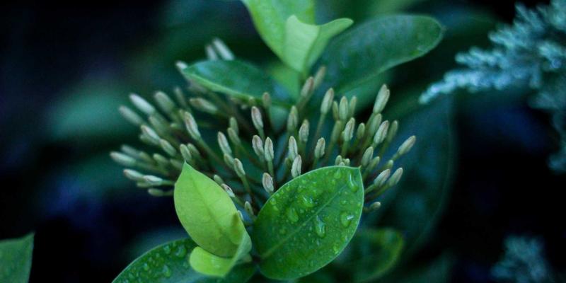 探索南特：法国西部充满活力的文化与历史瑰宝